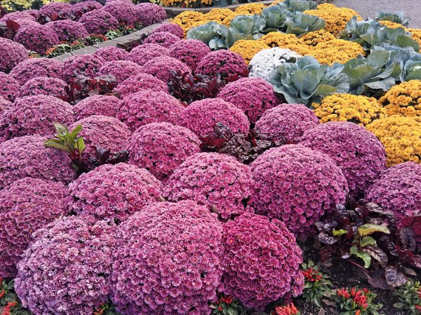 Chauffage pompe à chaleur air eau : confort optimal et économies