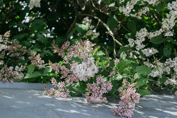 Quand tailler le lilas : guide complet pour une taille réussie